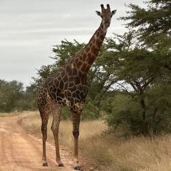 A beautiful sight to begin our morning safari.