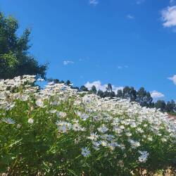 Grooooooooooße Gänseblümchens 🥰😍😍😍