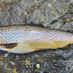 Brown Trout