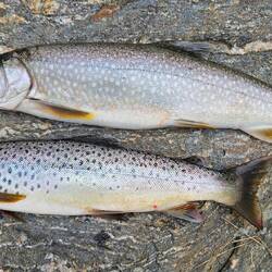 Oben Lake Trout