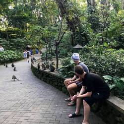 monkey forest