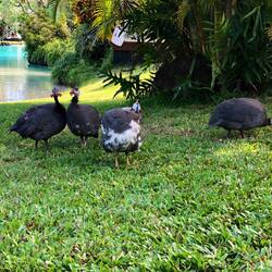 5 guinea hens patrolled the grounds at the resort - they're hilarious!