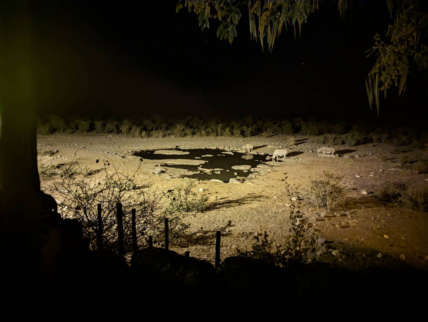 Rhino in the evening at the watering hole
