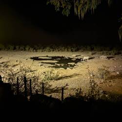 Rhino in the evening at the watering hole