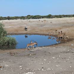 Impala herd