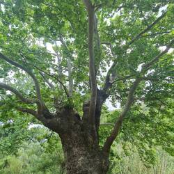 Wie prächtig Du bist