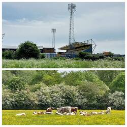 Coldham's Common; Cambridge United - Abbey Stadium / Cows on the common