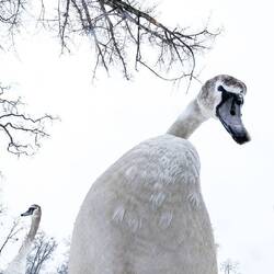 A swan's perspective