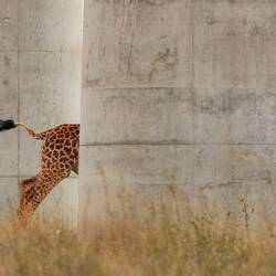 The disappearing giraffe