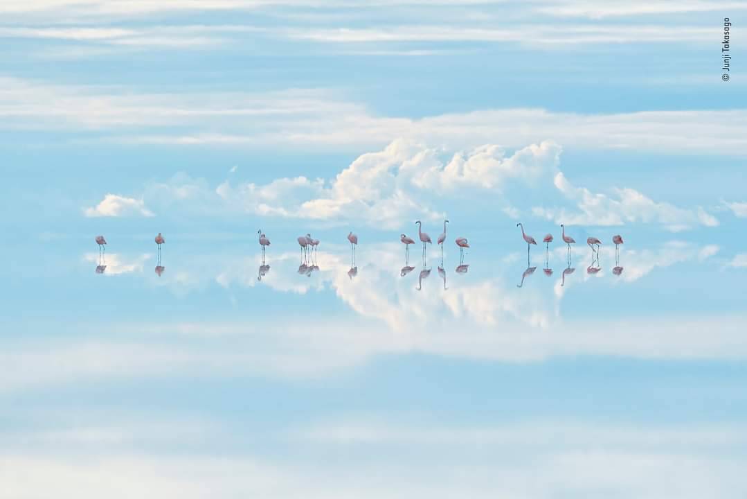 Heavenly flamingos