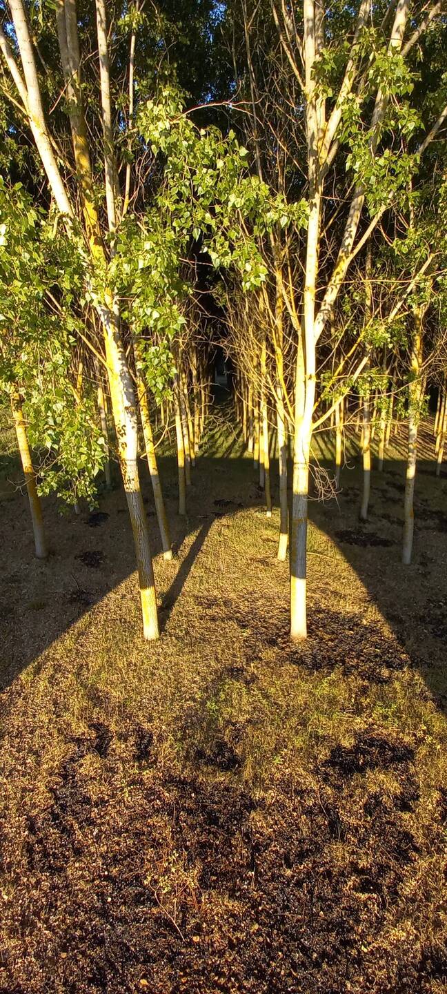We have seen so many trees planted in formation