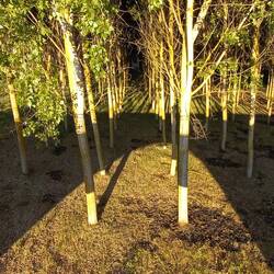 We have seen so many trees planted in formation