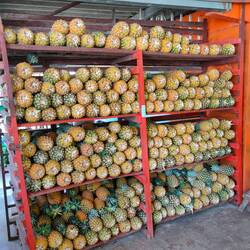 Excellent pineapple selection at the fruitería / hervorragende Ananas-Auswahl in der Fruitería