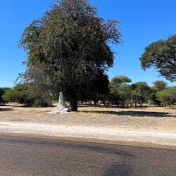 ...und zurück. Wirklich schön. Sogar die Termiten suchen sich ein nettes Platzerl