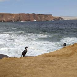 Der Vogel der aussieht wie ein Pinguin.