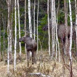 Elche in freier Natur