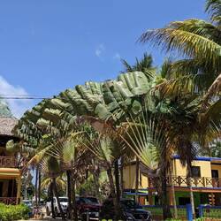 Meine Lieblingspalmen 😁