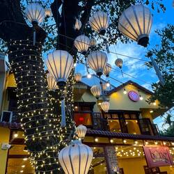 Lanterns in trees❤️