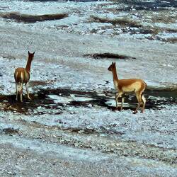 Vicuñas (photo @Markus)