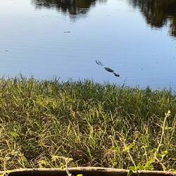 Und schon wieder auf der Lauer