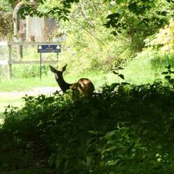 Wildsichtung im weitläufigen Garten des Scone Palace