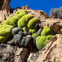 Moosbällchen (sah jedenfalls so aus)