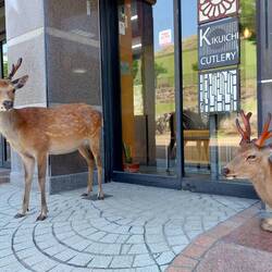 Das grosse Highlight in Nara sind aber die Hirsche 🤩 Ja, sie sind echt und nicht ausgestellt 🦌😉