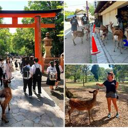 Sie mischen sich auch gerne unters Volk und lassen sich gerne füttern 🦌🤩