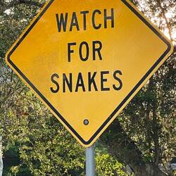 ...oder vor Wachbären