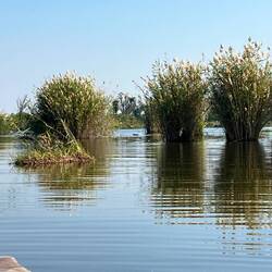 Zwischen den Schilfinseln die Hippos