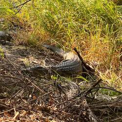 Die Kollegen vom Haus, inklusive der fetten Sau