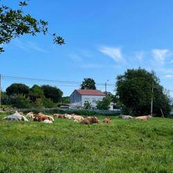 Contented cows