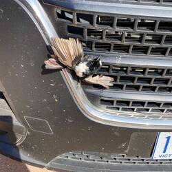 Leider hats während unserer Fahrt einen Vogel erwischt😟