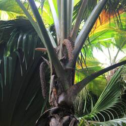 Im Park: Vellée de Mai / männliche Coce de Mer