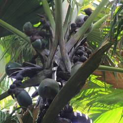 Im Park: Vellée de Mai / weibliche Coce de Mer