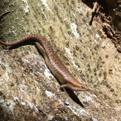 Seychellen Skink