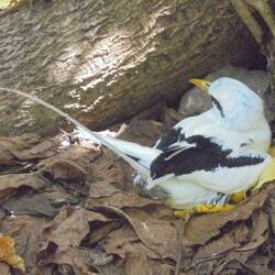 Weißschwanz-Tropikvogel