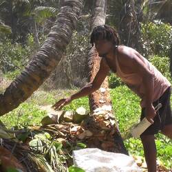 Hier werden die Cocos-Cocktails hergerichtet