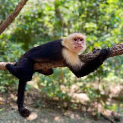 Di si eifach soo härzig🐒