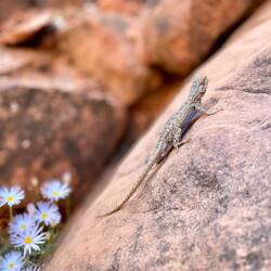 Leo spotted so many of these lizards, this probably the best photo of its bright blue belly