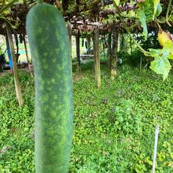 Zucchini aka Wintermelone 😂