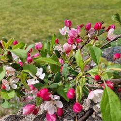 Toringa crab apple - ein japanischer Zierapfel, so schön!