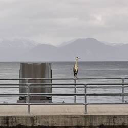 Weißkopfseeadler ?