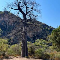 Es gibt nirgendwo ähnlich grosse Baobabs