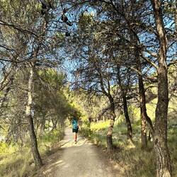 Forest leading into Logroño