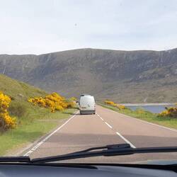 ....und wieder GINSTER 🌼🌼🌼