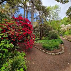 Es blüht in allen Farben