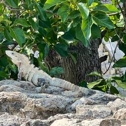 Mein Lebensraum 🦎