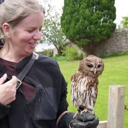 Die Falknerin und die Mottledowl Biscuit.