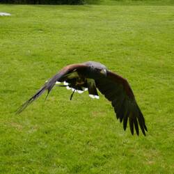 Bella auf Höchstgeschwindigkeit